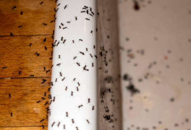 Best Residential Pest Control  in St Paul, NE